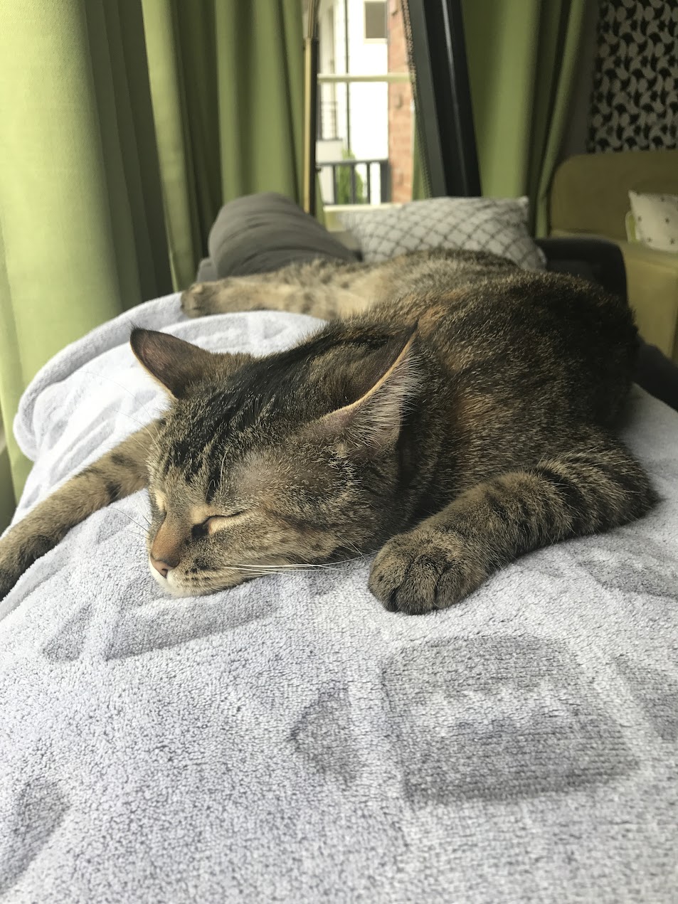 Tabby cat asleep on a grey blanket on a sofa with green curtains, sprawled in a side-sleep position with paws extended