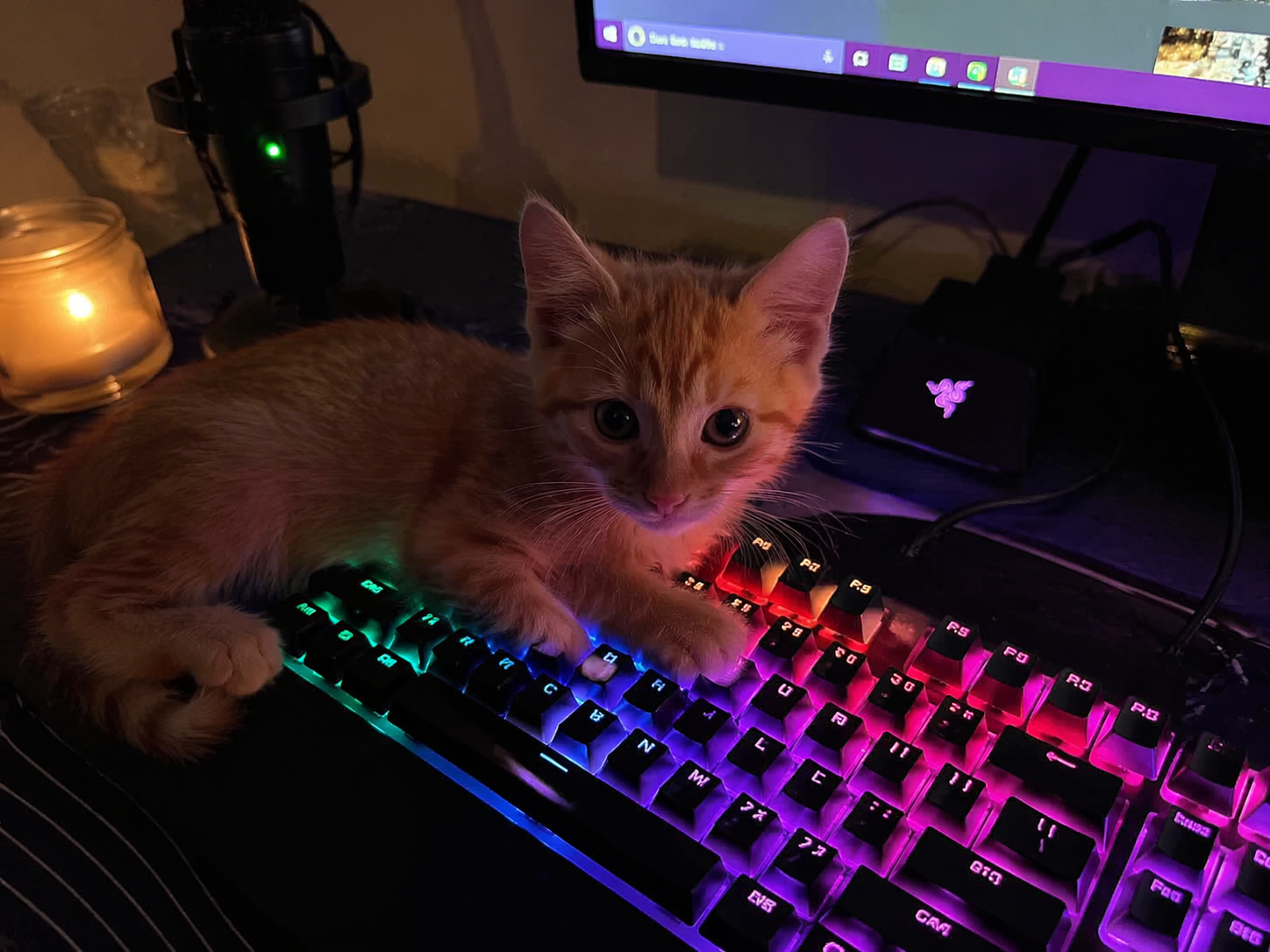 Orange tabby kitten sitting on a backlit mechanical keyboard with multi-colour RGB lighting