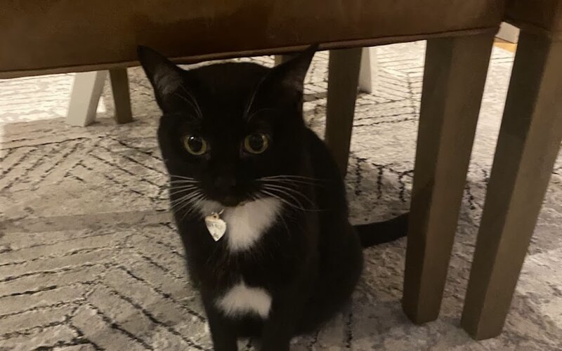 Tuxedo cat staring intently with the trademark unimpressed cat look