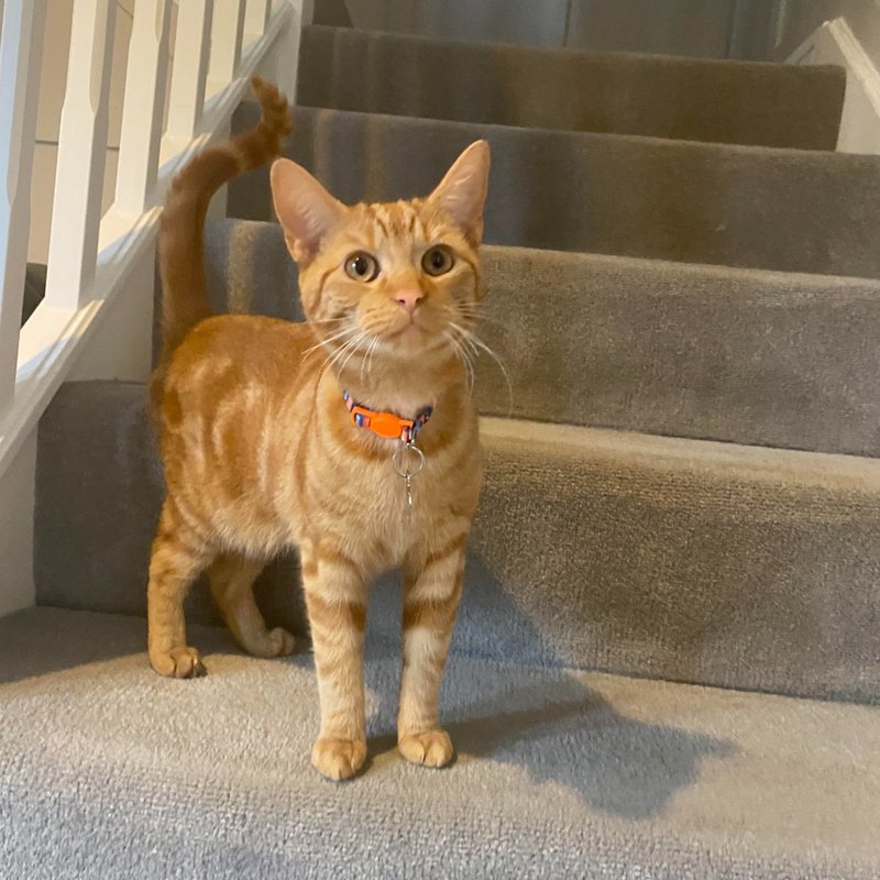 Crumpet the orange tabby cat - Chief Chaos Officer at The Cuddly Cat Company