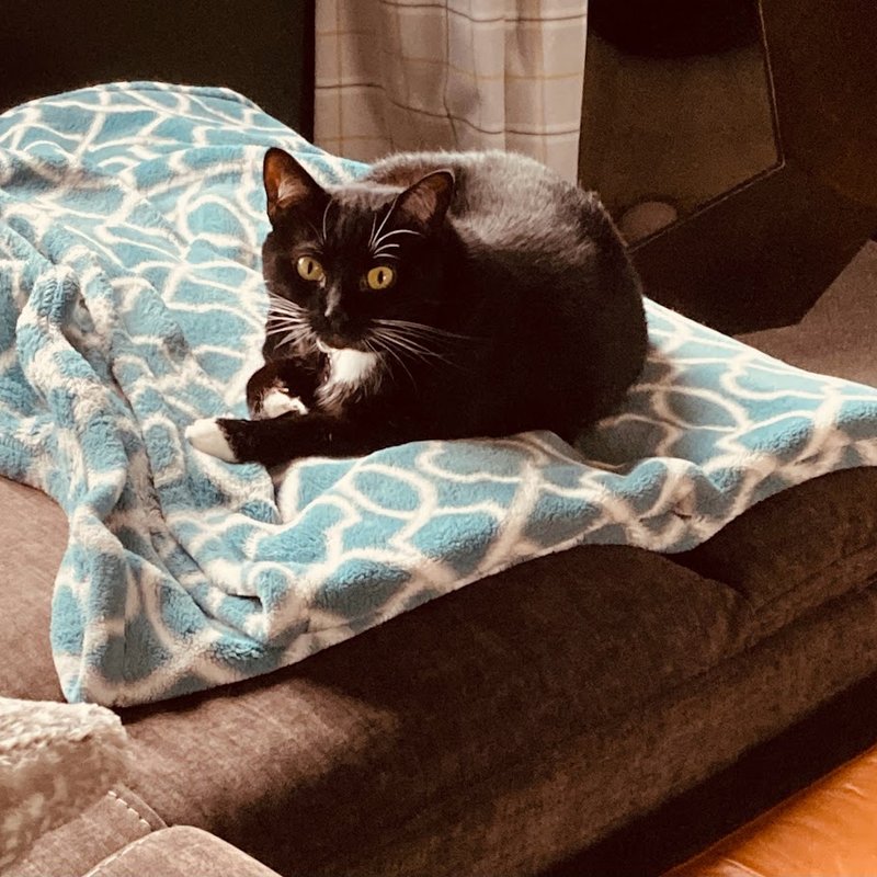 Delilah the tuxedo cat - Chief Auditor of Human Inadequacy at The Cuddly Cat Company