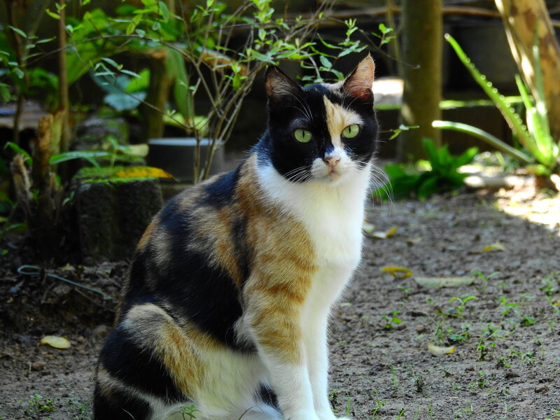 Marigold the calico cat from The Cuddly Cat Company