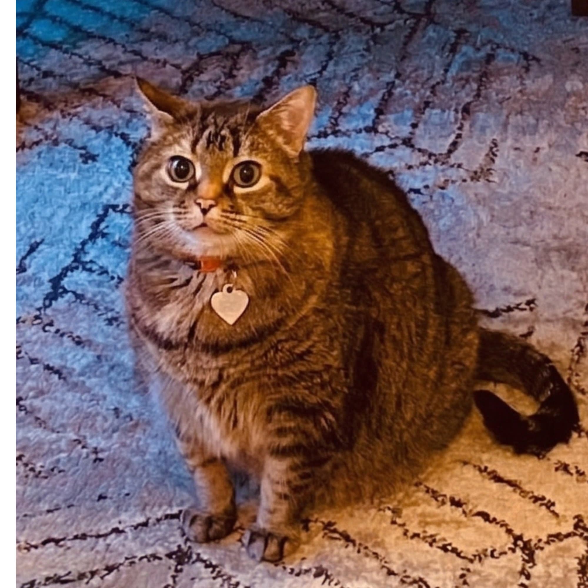 Moji the grey and white cat - Chief Leisure Officer at The Cuddly Cat Company