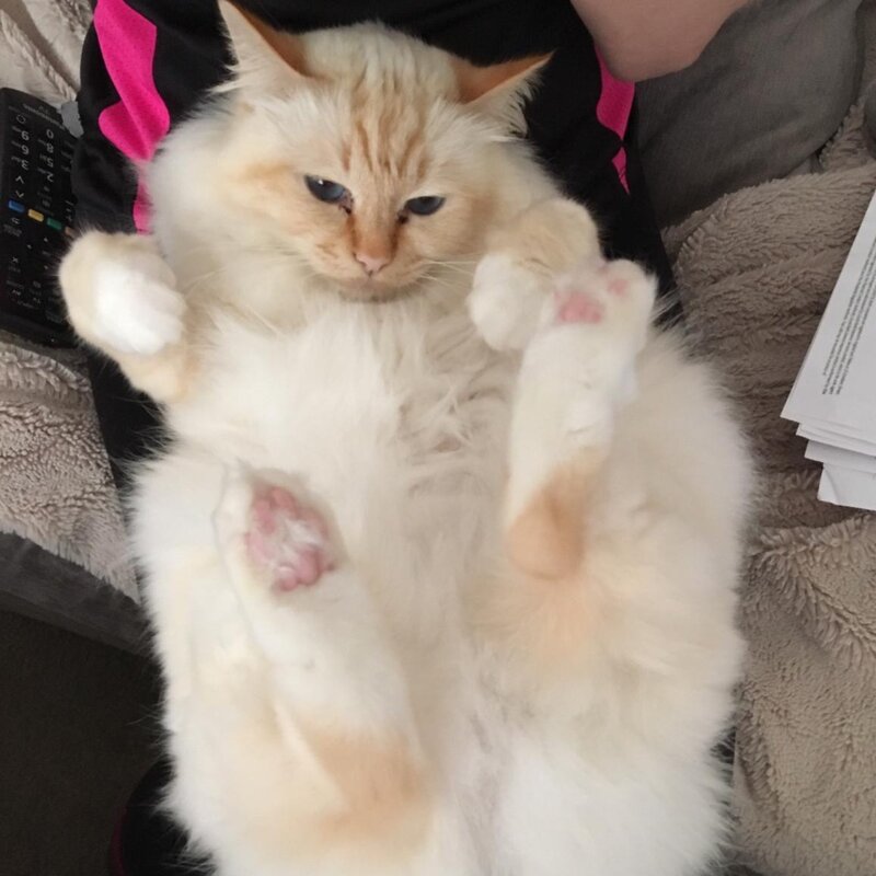 Pixie the ragdoll cat from The Cuddly Cat Company