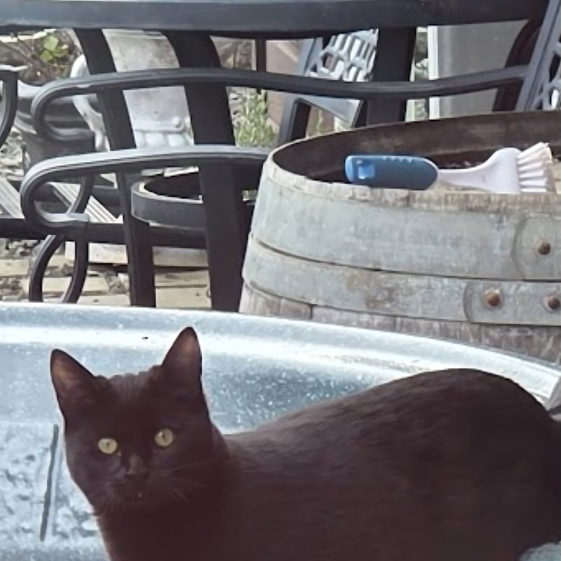 Sootie the black cat from The Cuddly Cat Company