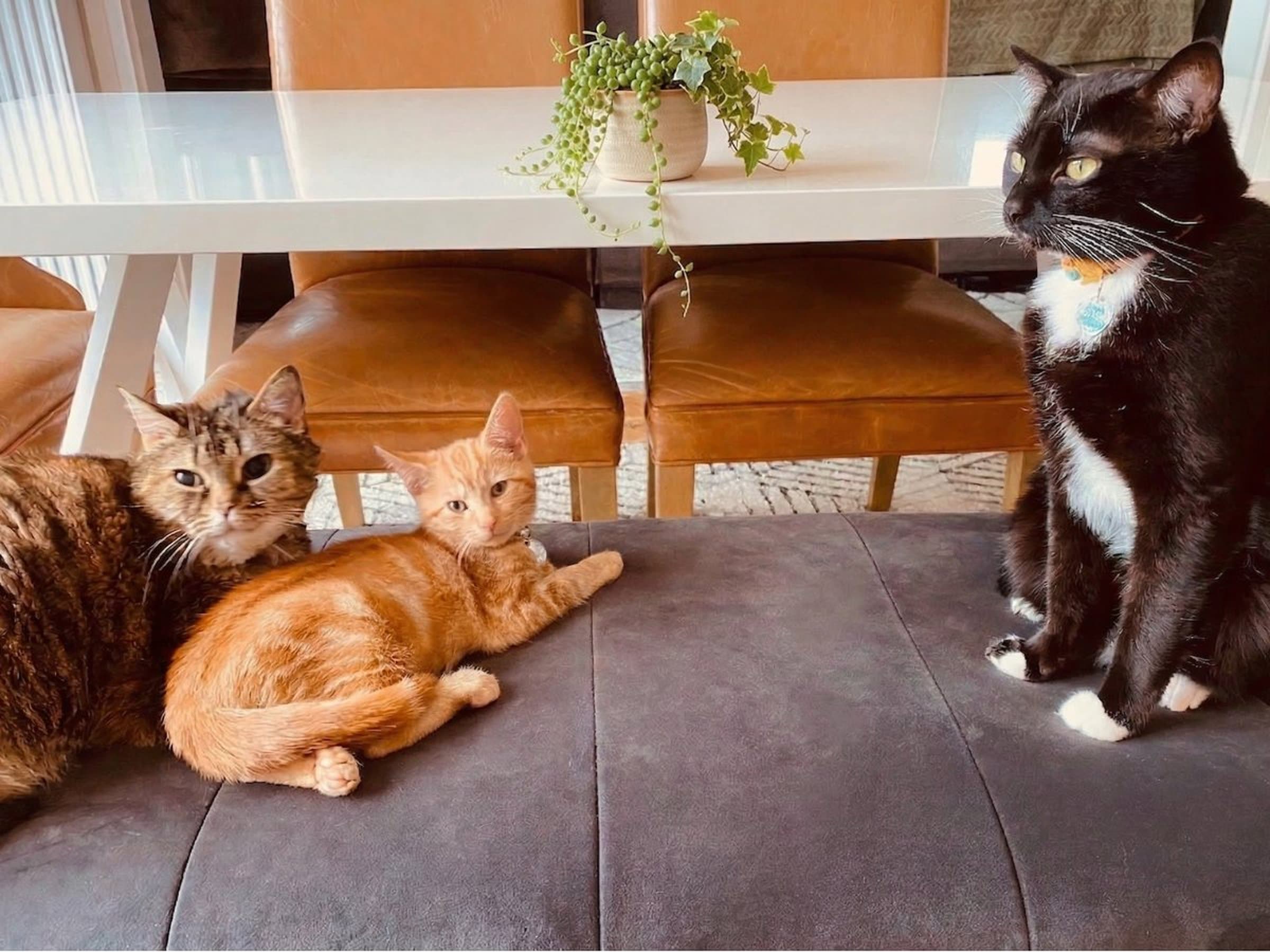 Crumpet, Moji and Delilah - three illustrated cat characters from The Cuddly Cat Company